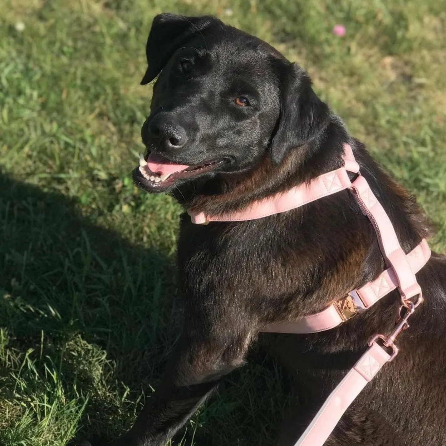 Candy Pink Leash