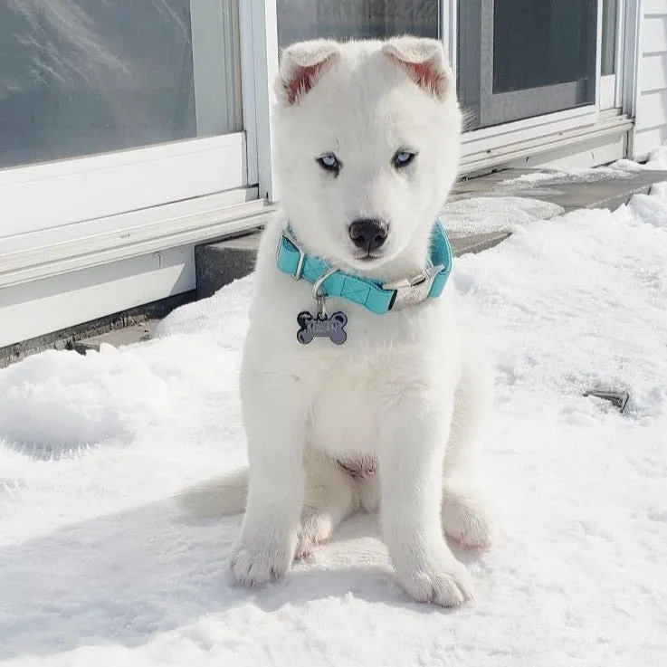 Icy Blue Collar