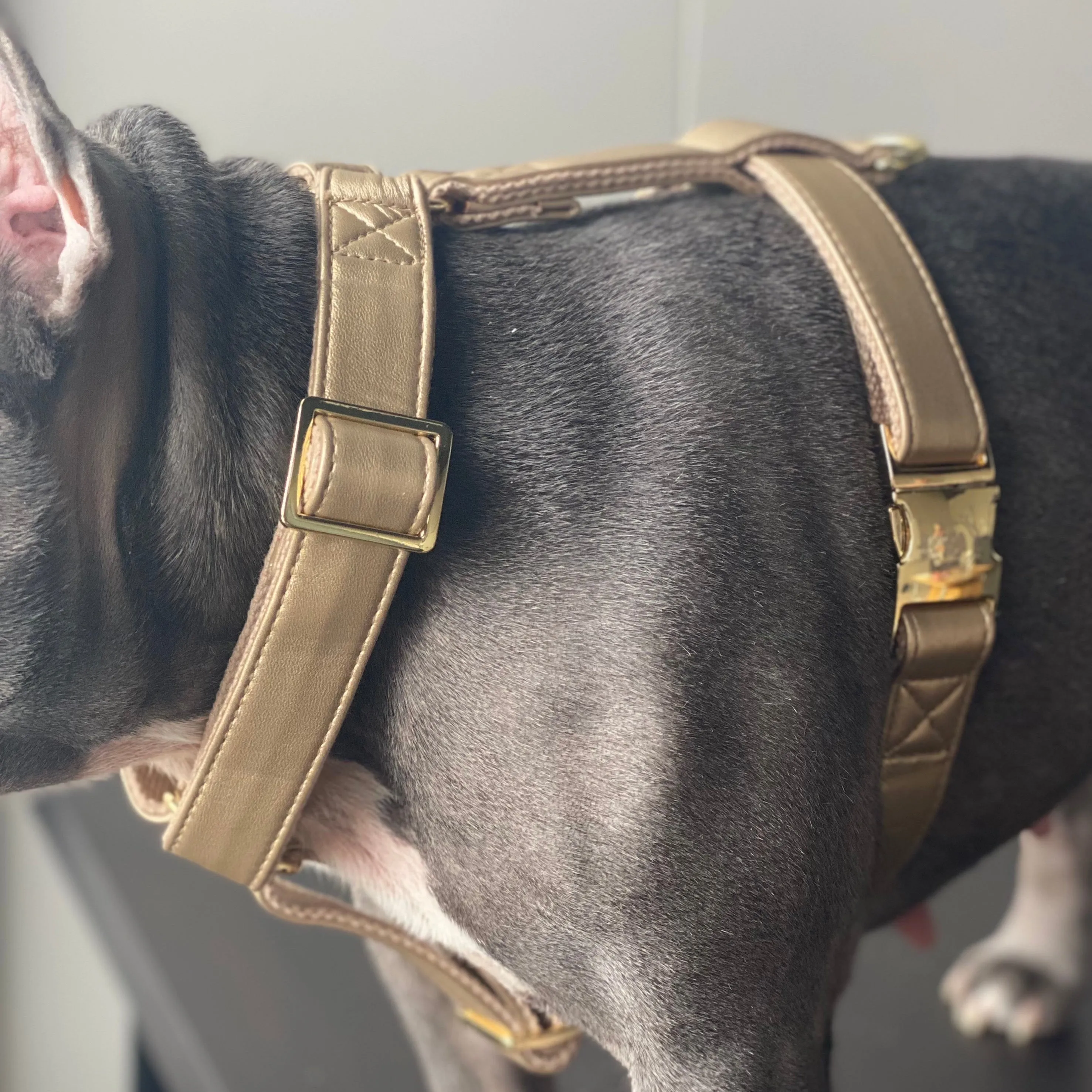 Royal Gold Harness