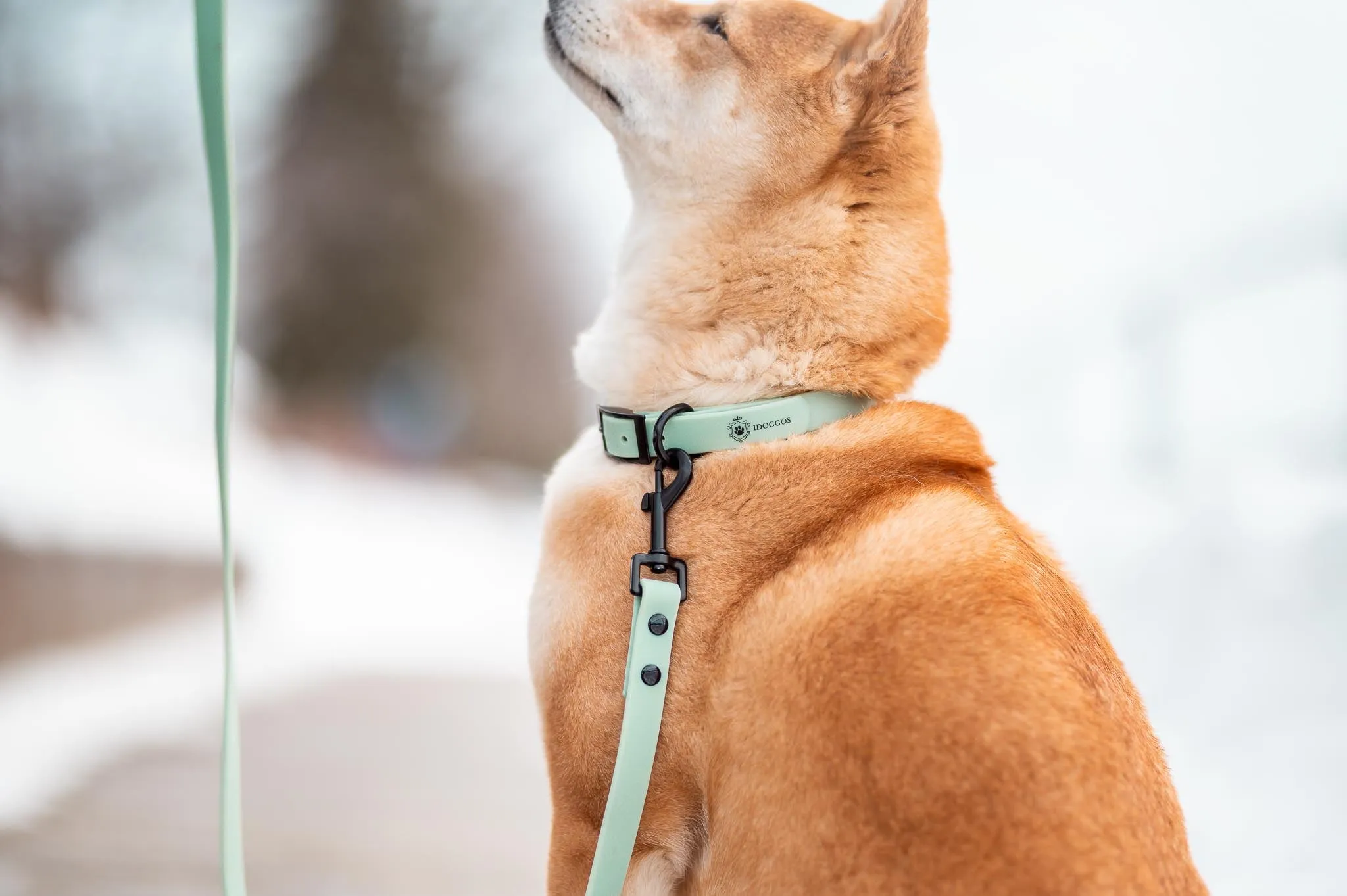 Sea Green Leash