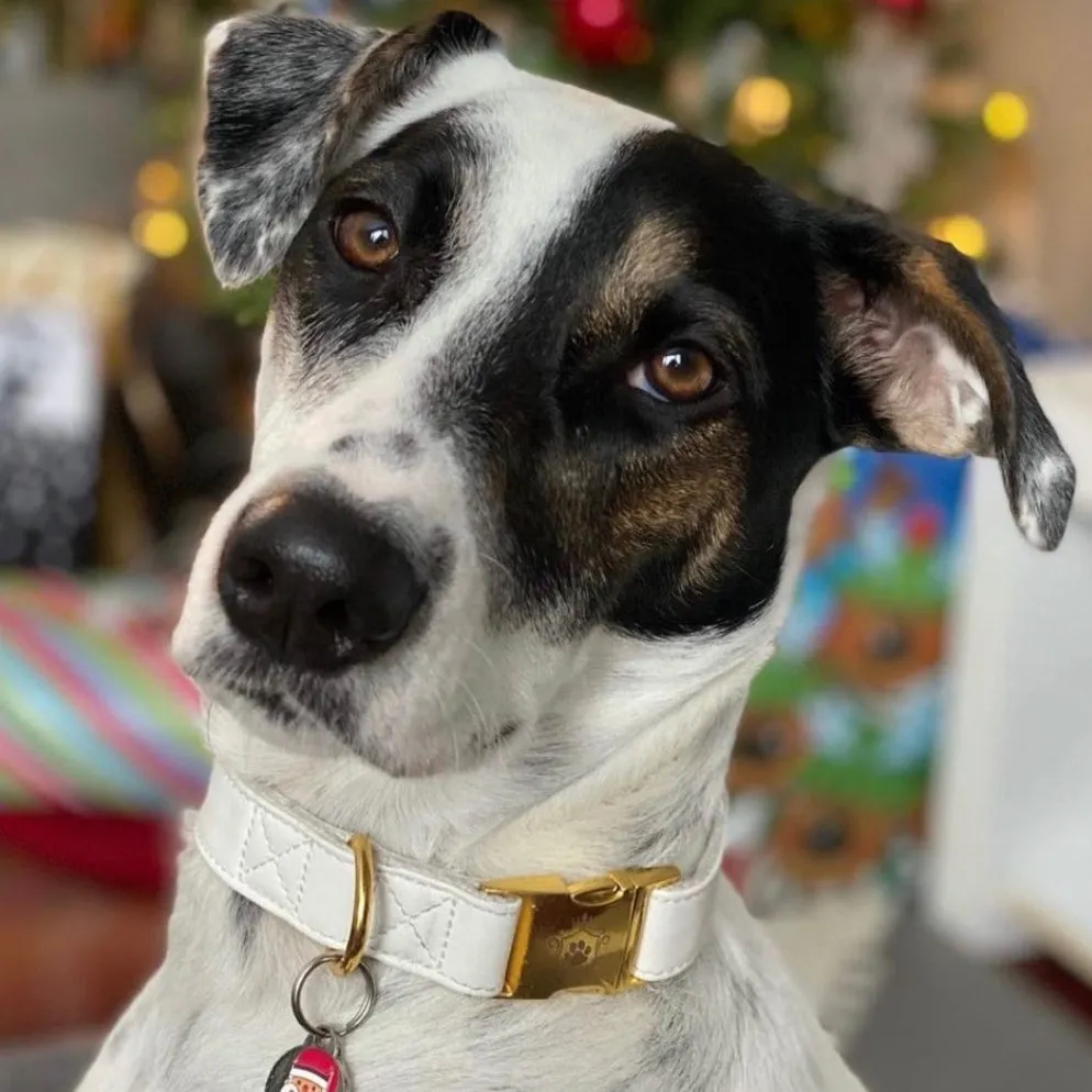 White Pearl Gold Collar